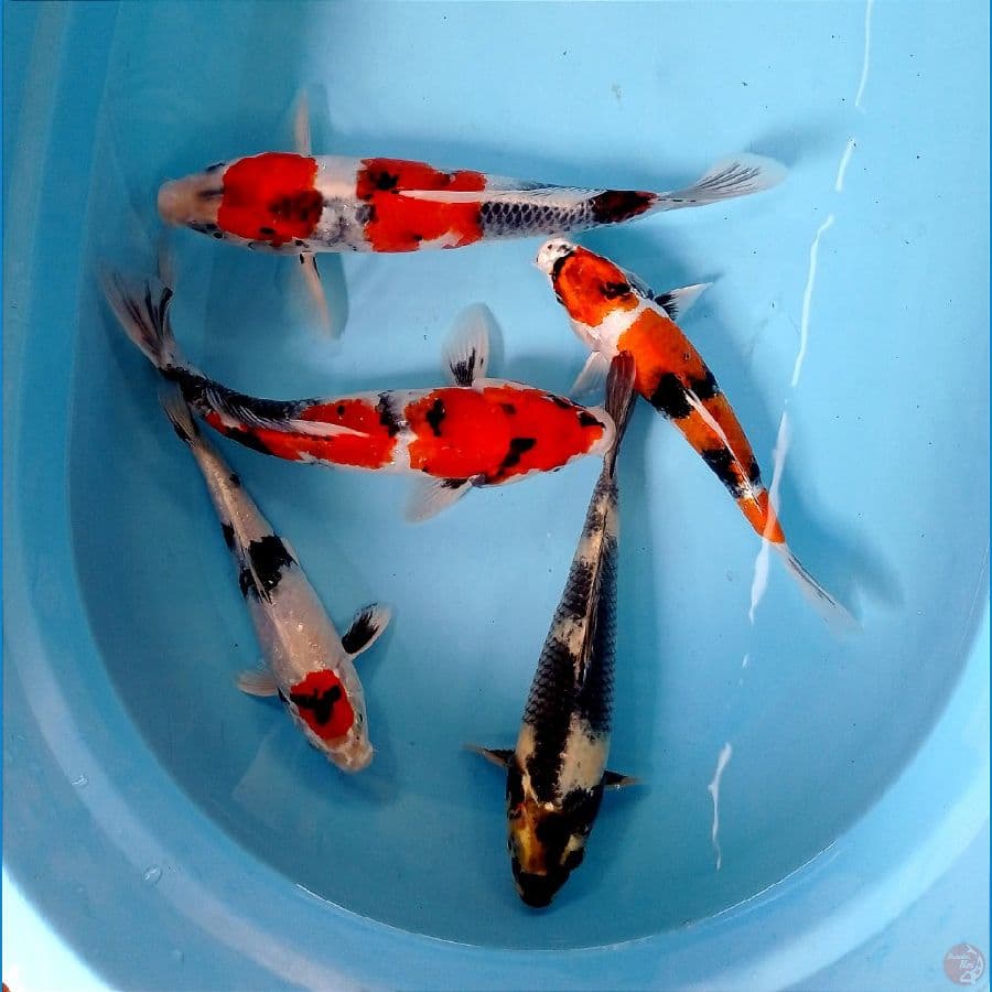 mix 22-30cm
