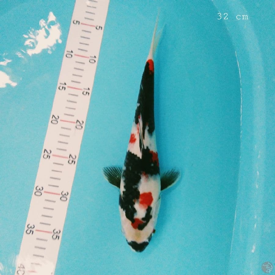 showa 32 cm