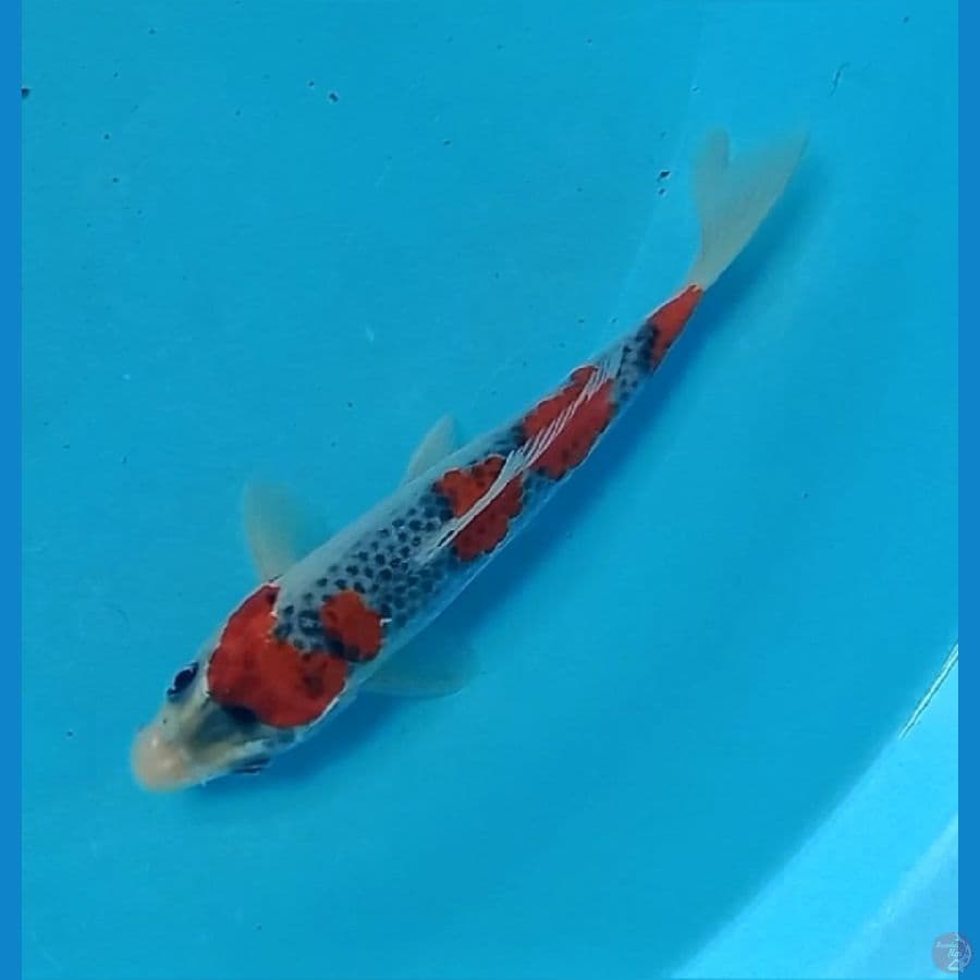 goshiki