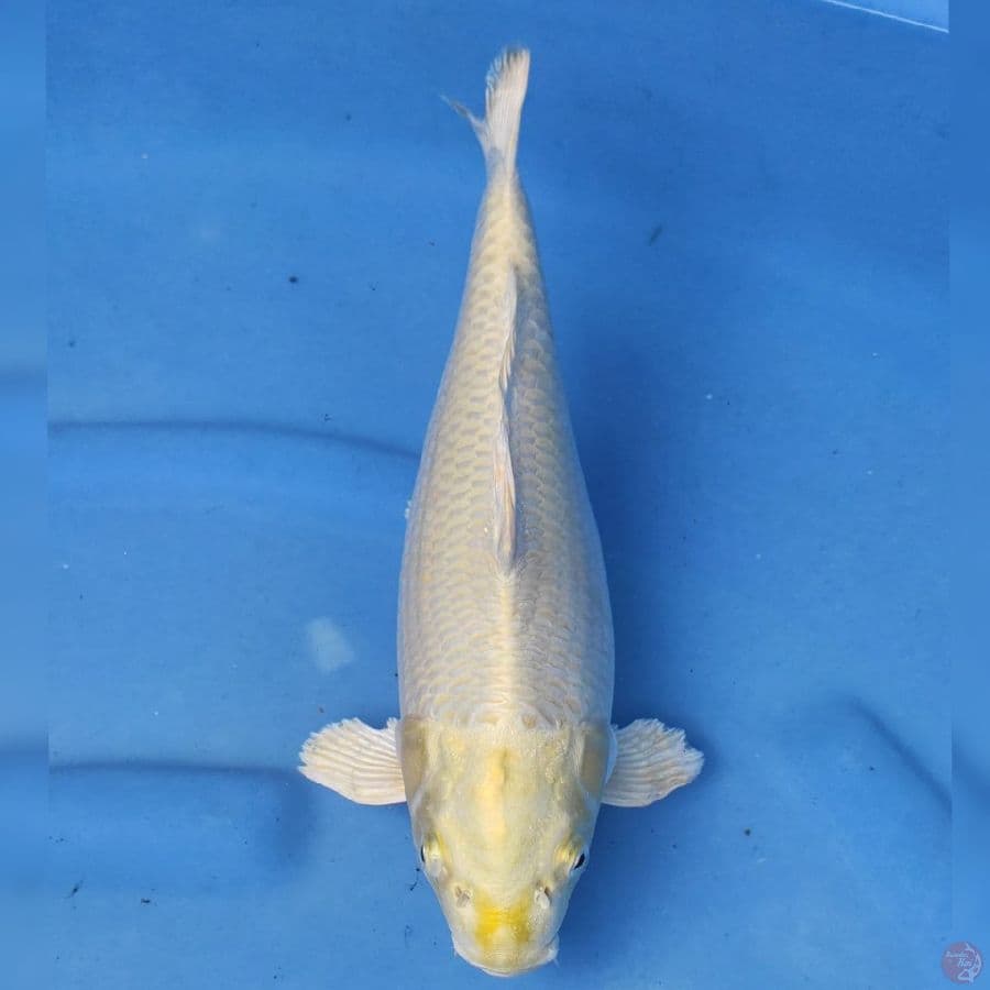 Ogon Import non serti