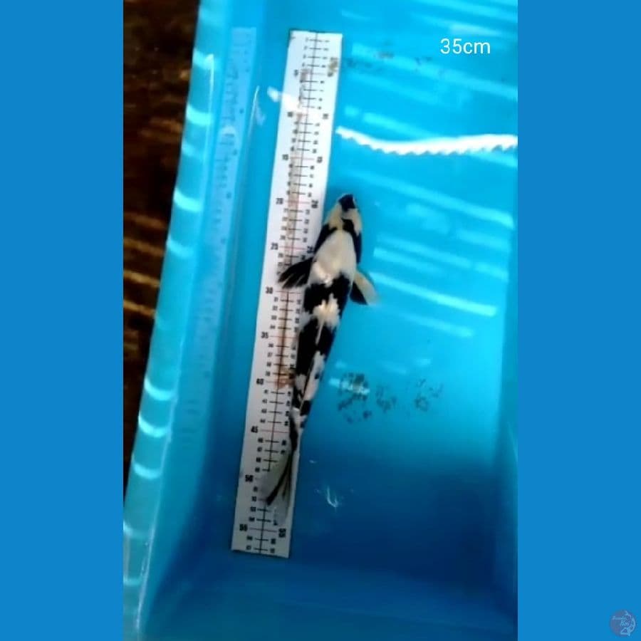 Shiro Jantan 35cm