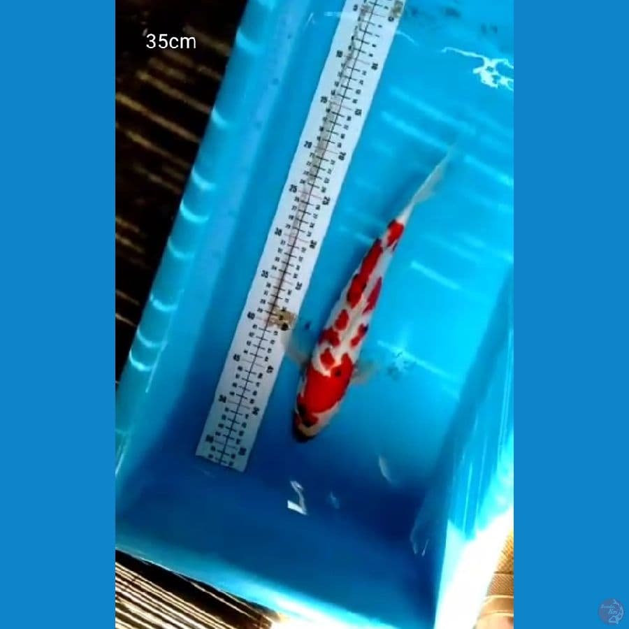 Kindai Showa Jantan 35cm