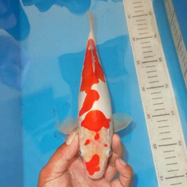 ABSTRAK DOITSU KOHAKU