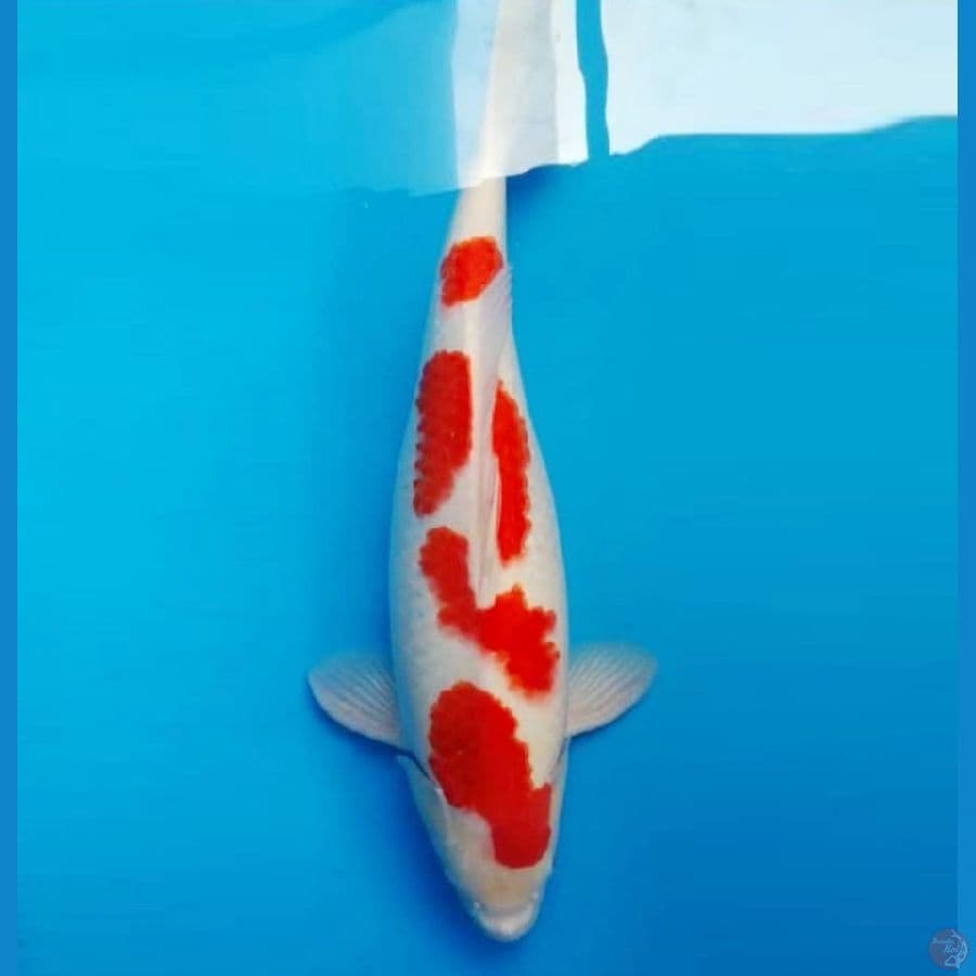 IZUMO 1 ~ Kohaku Jumbo 55 cm/fm ™