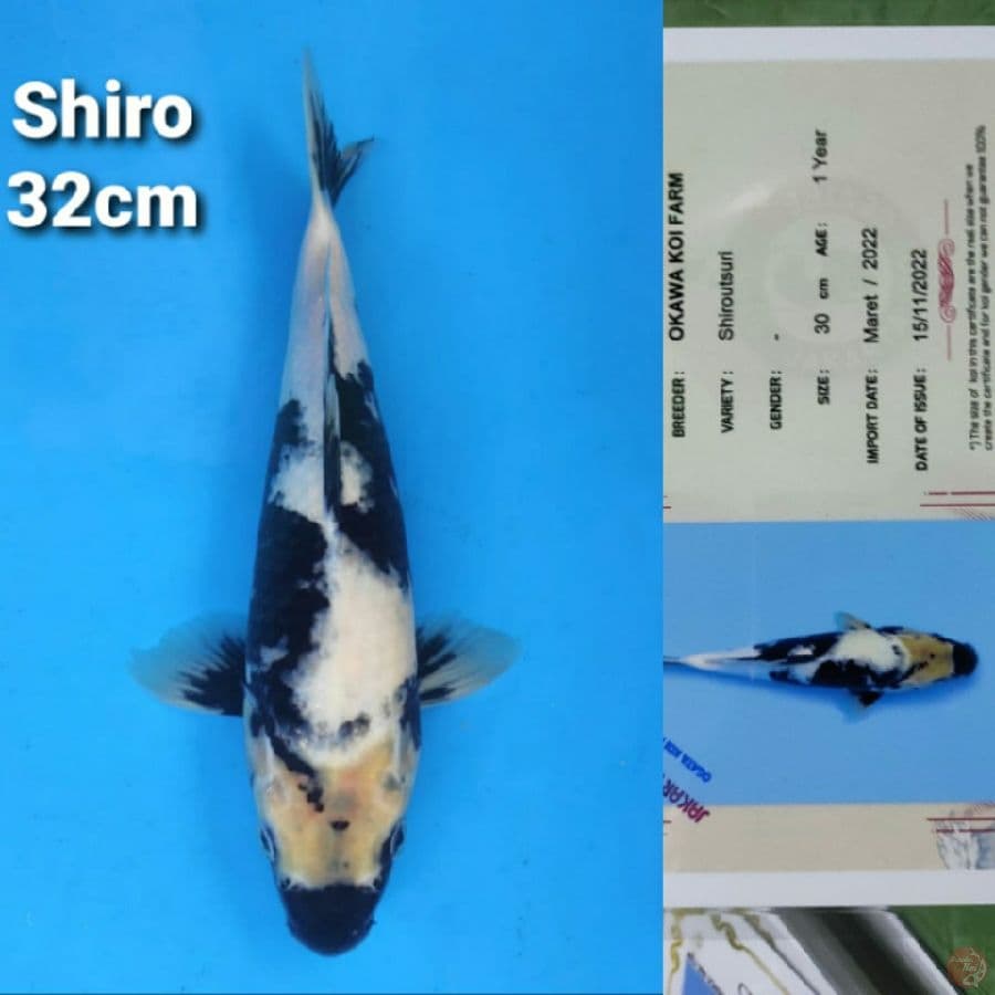 OKAWA SHIRO 32CM SERTI