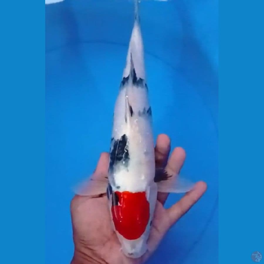 Tancho showa 34 cm