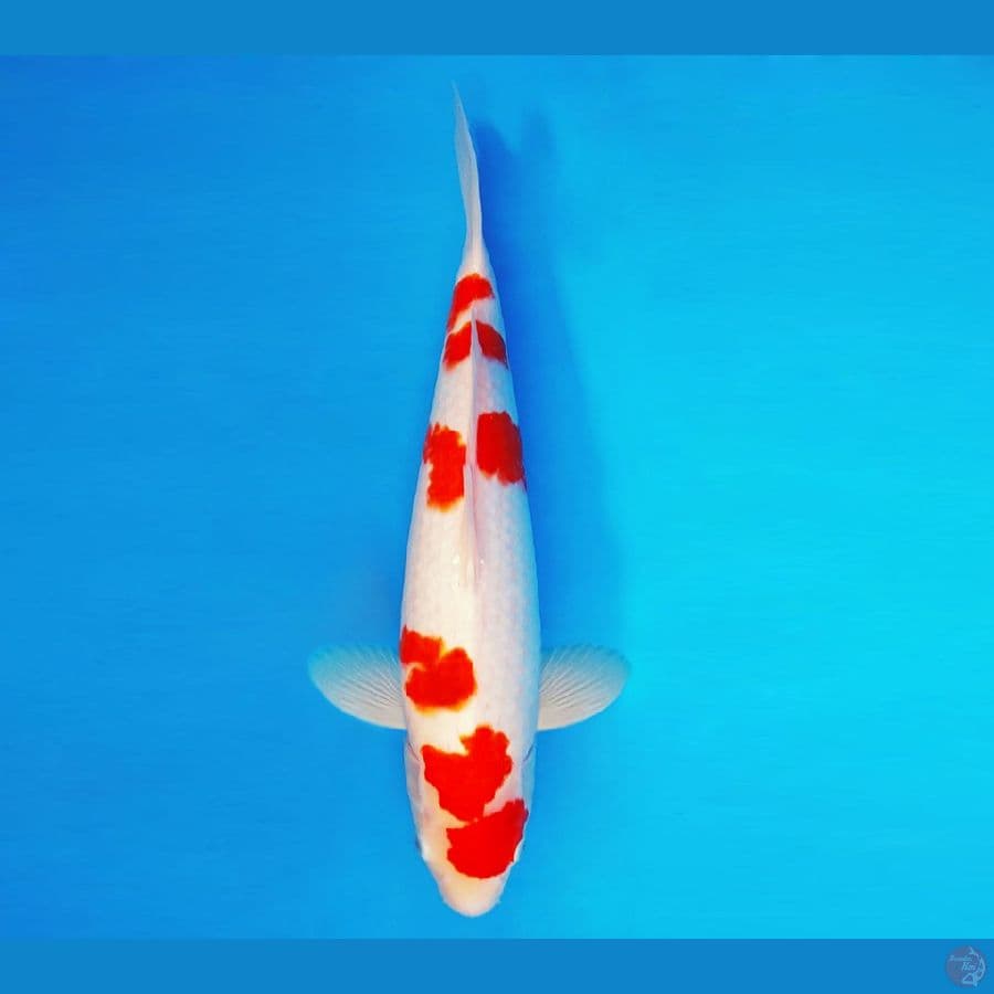 FURY 10 ~ Kohaku 39 cm/fm ™