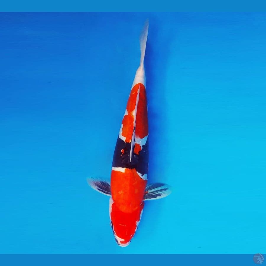 FURY 12 ~ Showa Doitsu 40 cm/fm ™