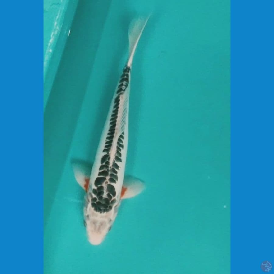 HANA SHUSUI 32CM MALE