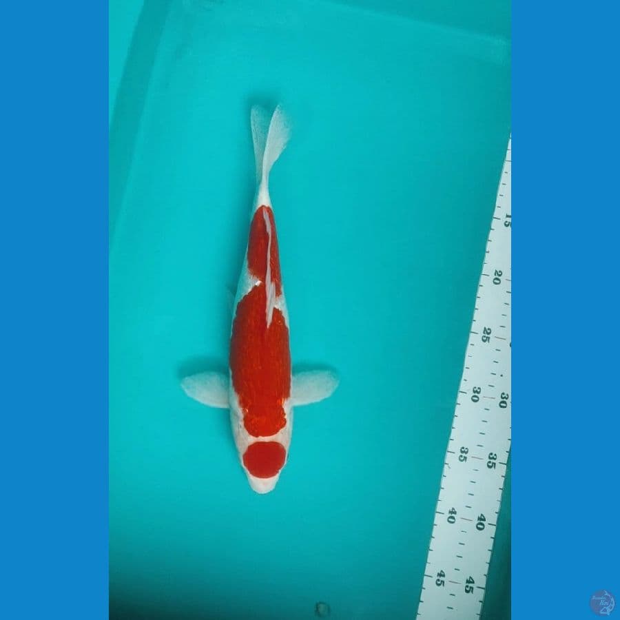 MARUTEN KOHAKU 31CM/FM
