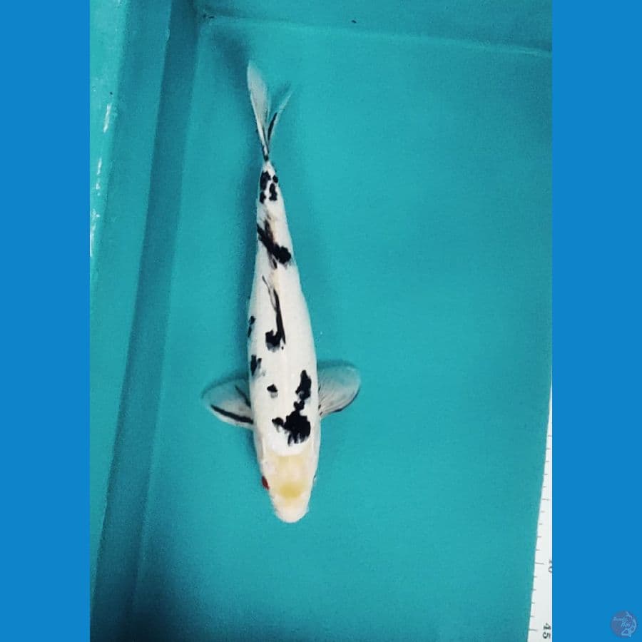 BEKKO 35CM MALE