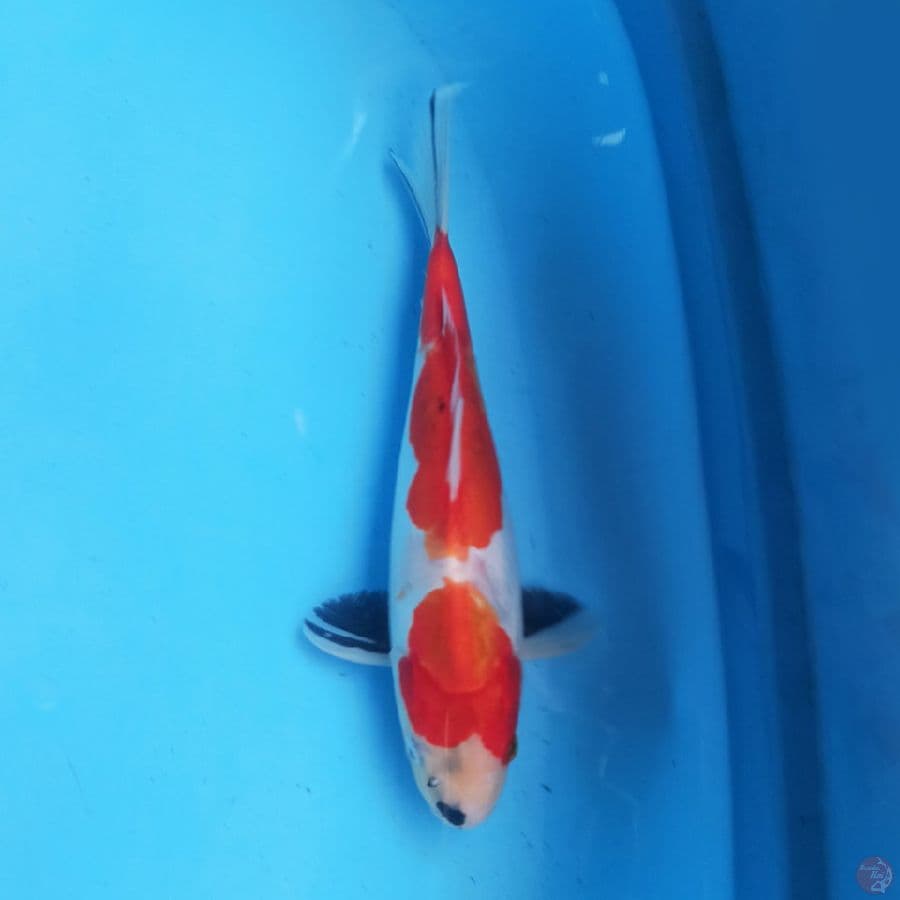 Showa Doitsu 25 cm