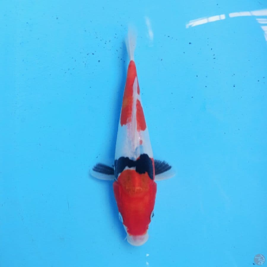 Showa Doitsu 24 cm