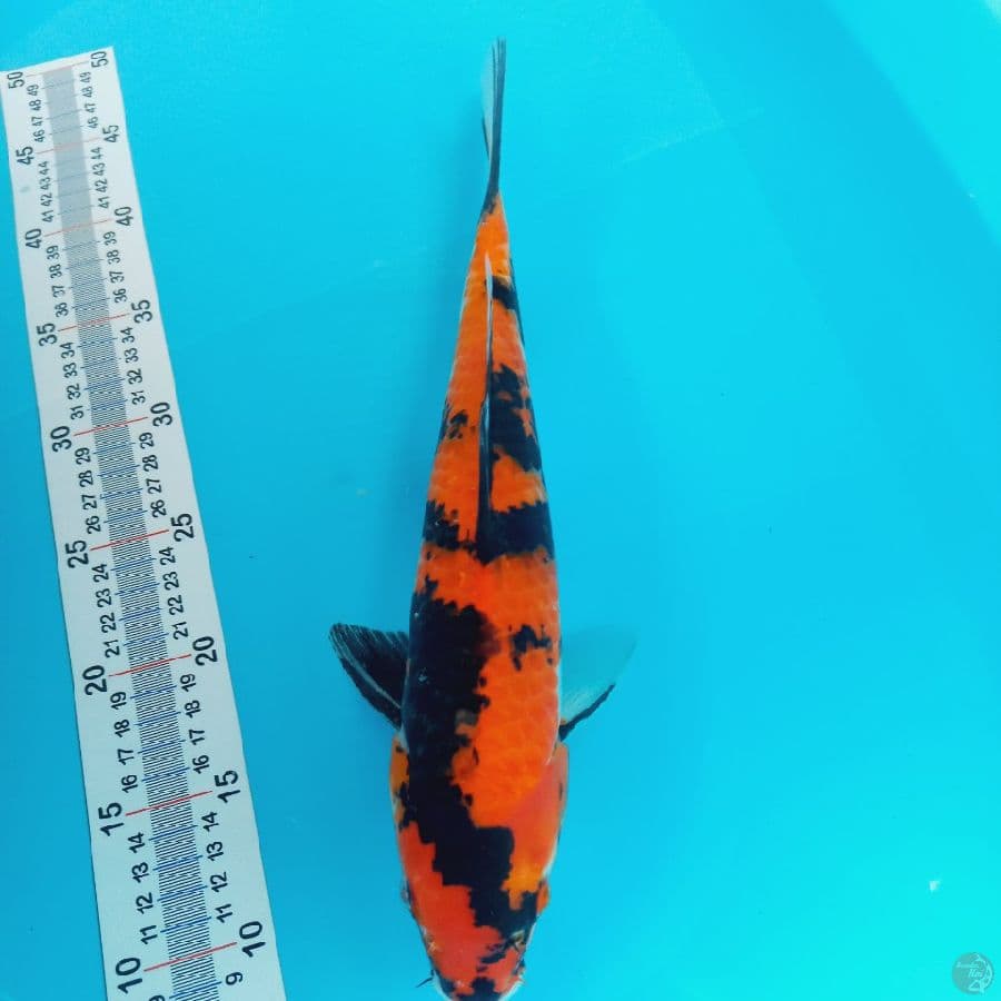 HI SHOWA//37 CM