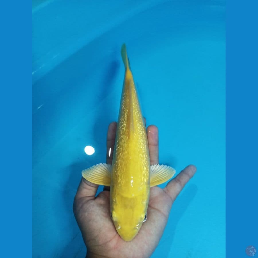 Ginrin Mata Merah 28cm Male