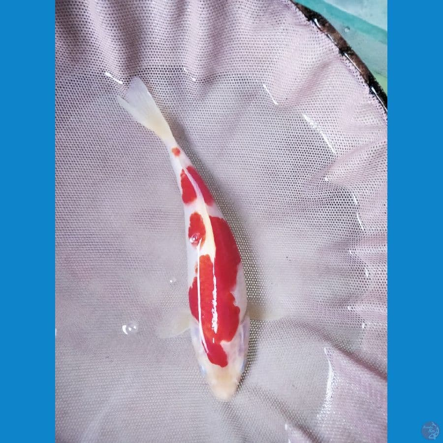 kohaku