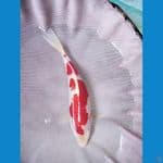 kohaku