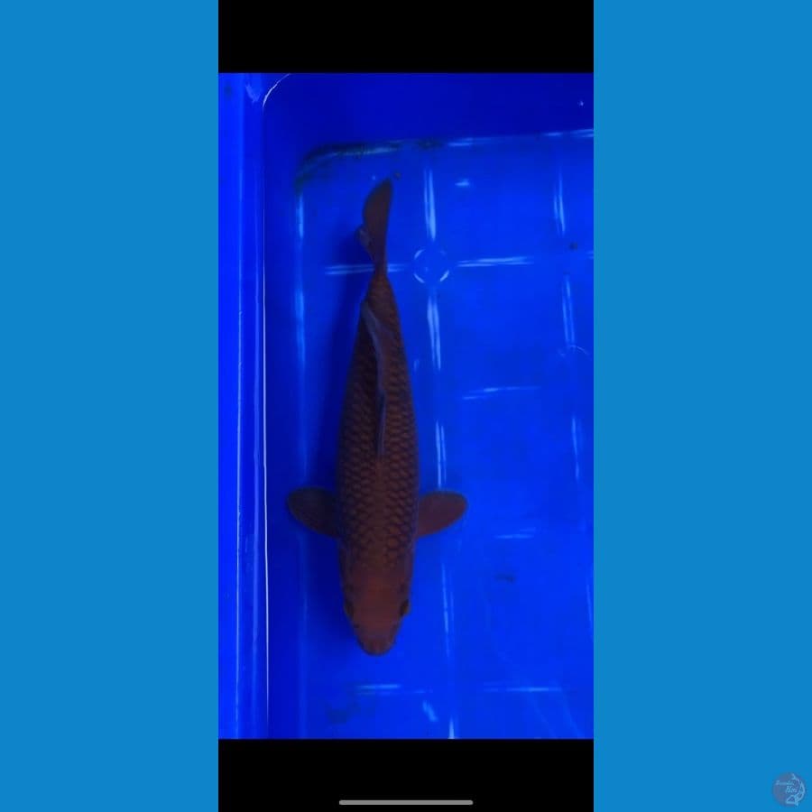 Chagoi Tembaga 29cm {female}