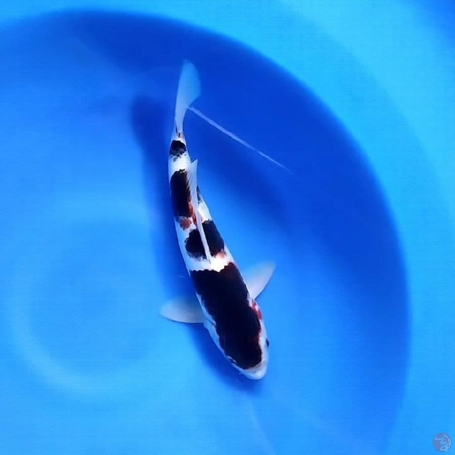 Budo Goromo 32CM Male 