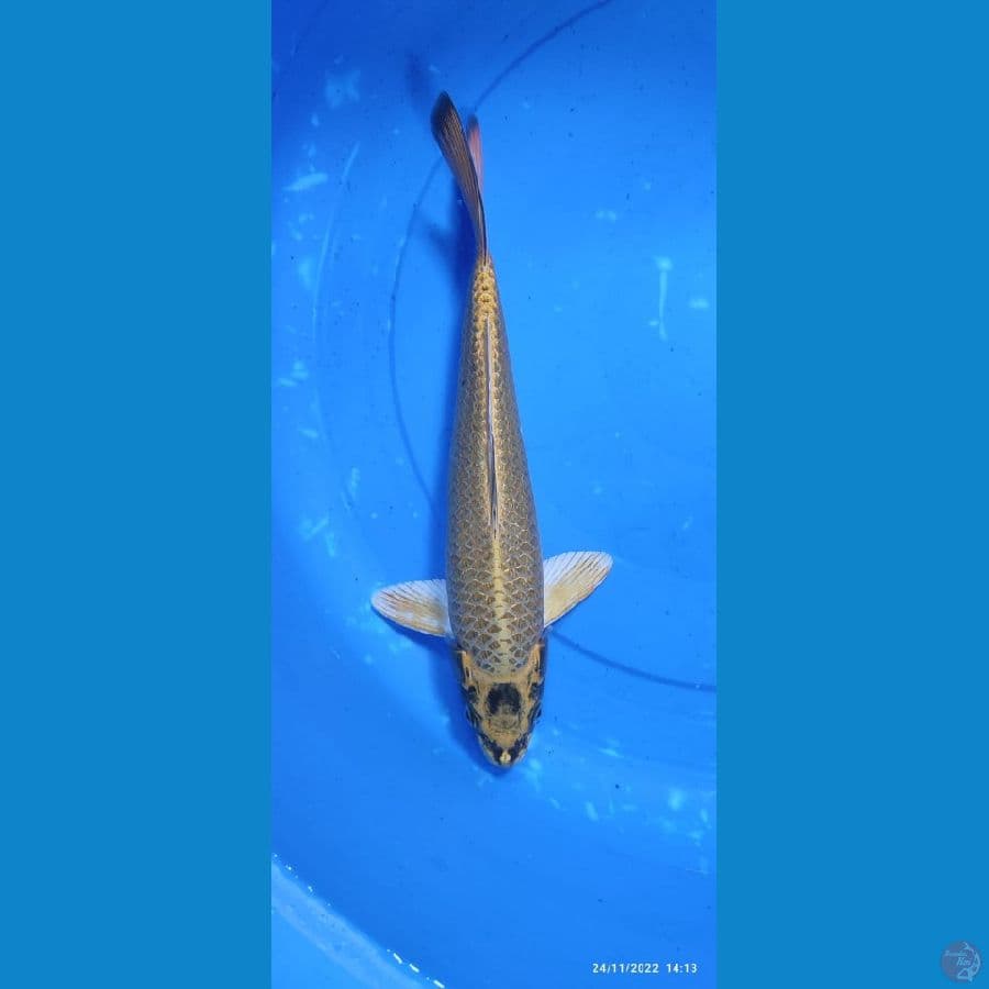 Mukasi gindrin - 33 cm