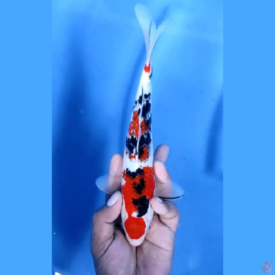 24CM # TAISHO SHANSOKU - M