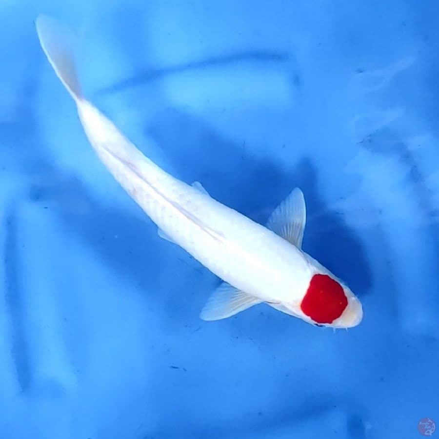 31CM # TANCHO KOHAKU - M