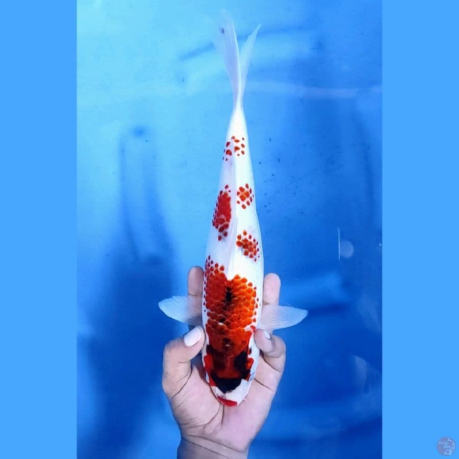 32CM # KANOKO KOROMO - F