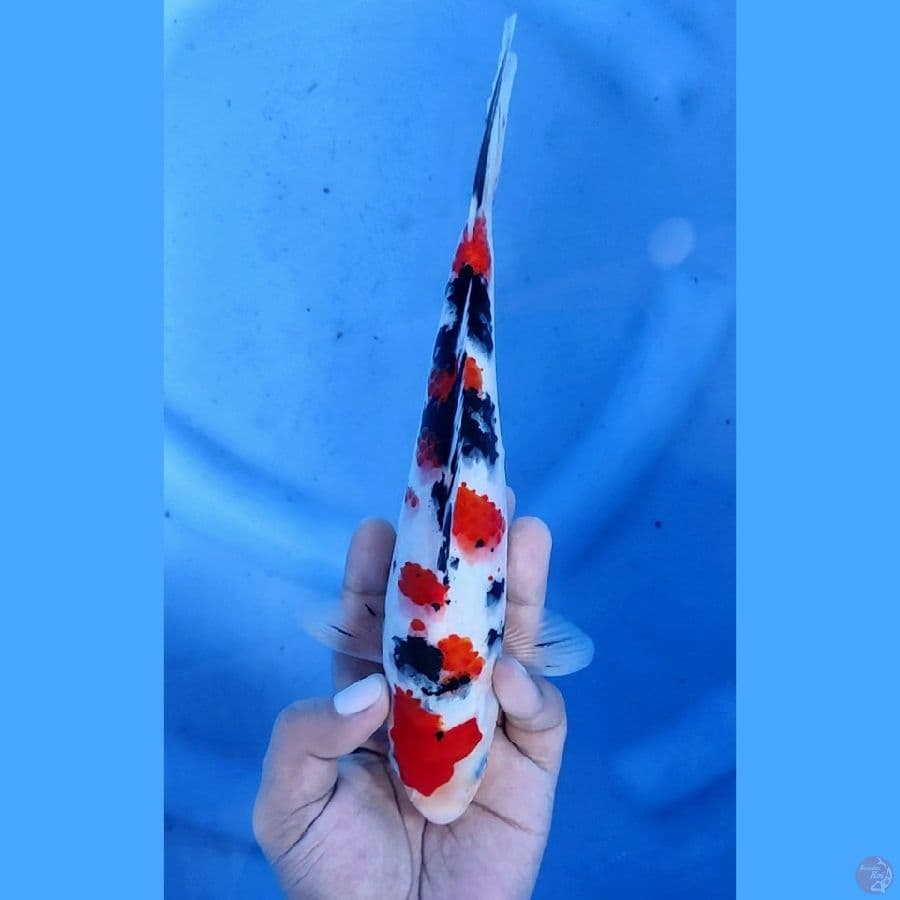 25CM # SANKE MANTAP - M