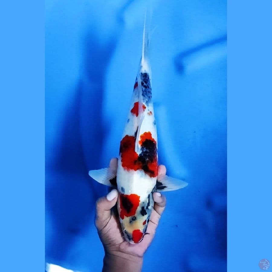 35CM # BEST TATEGOI - F