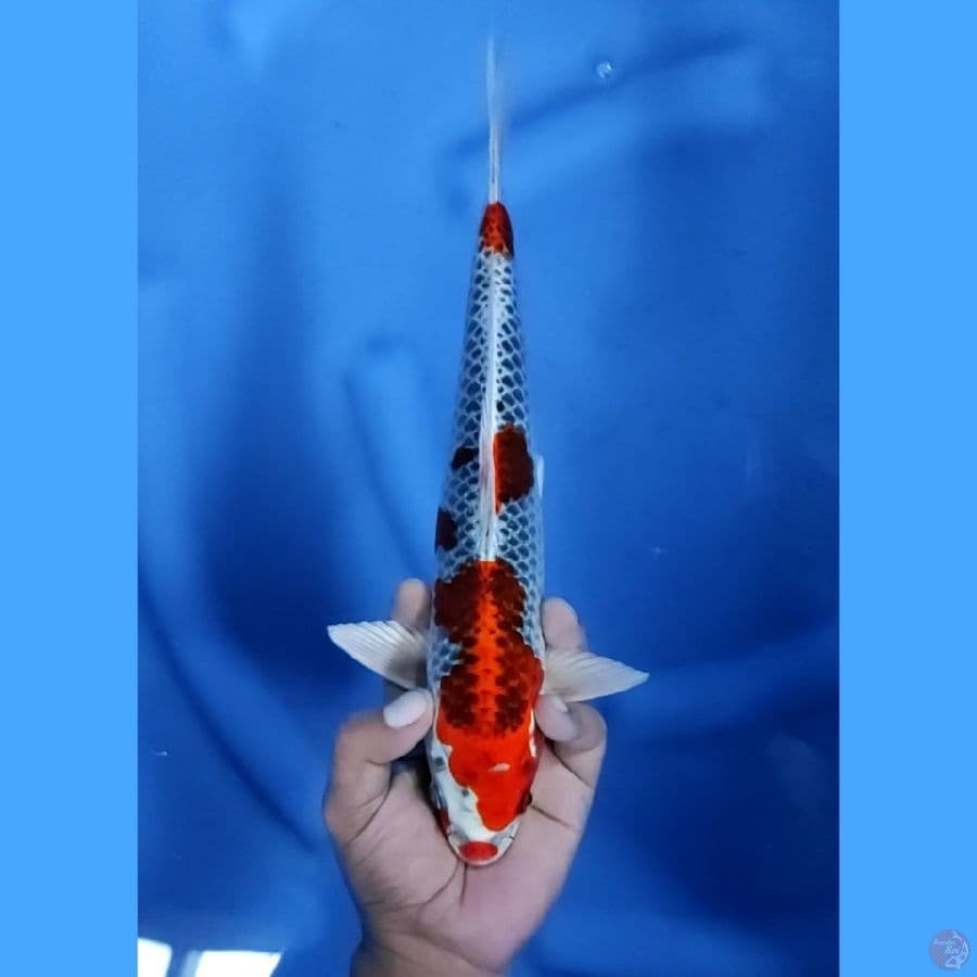 32CM # RED KUJAKU - M