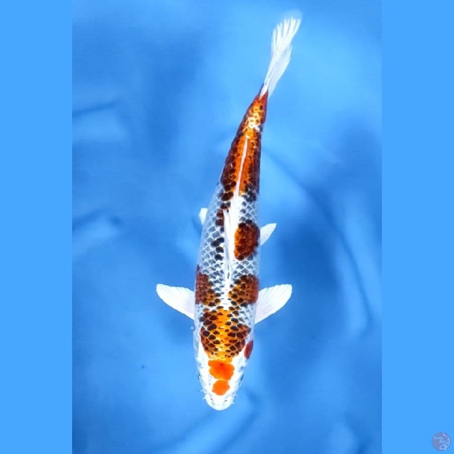 40CM # KUJAKU - F