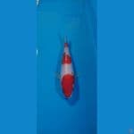 Kohaku 21cm F1 sakai blood line simple love