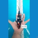 Tancho Showa Ori 20Cm