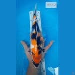 Showa Bahan Keeping 33Cm