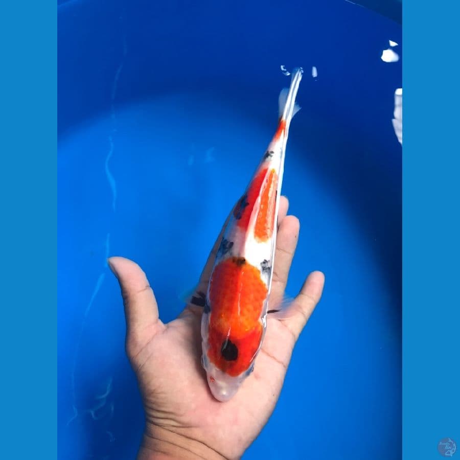 showa 25cm
