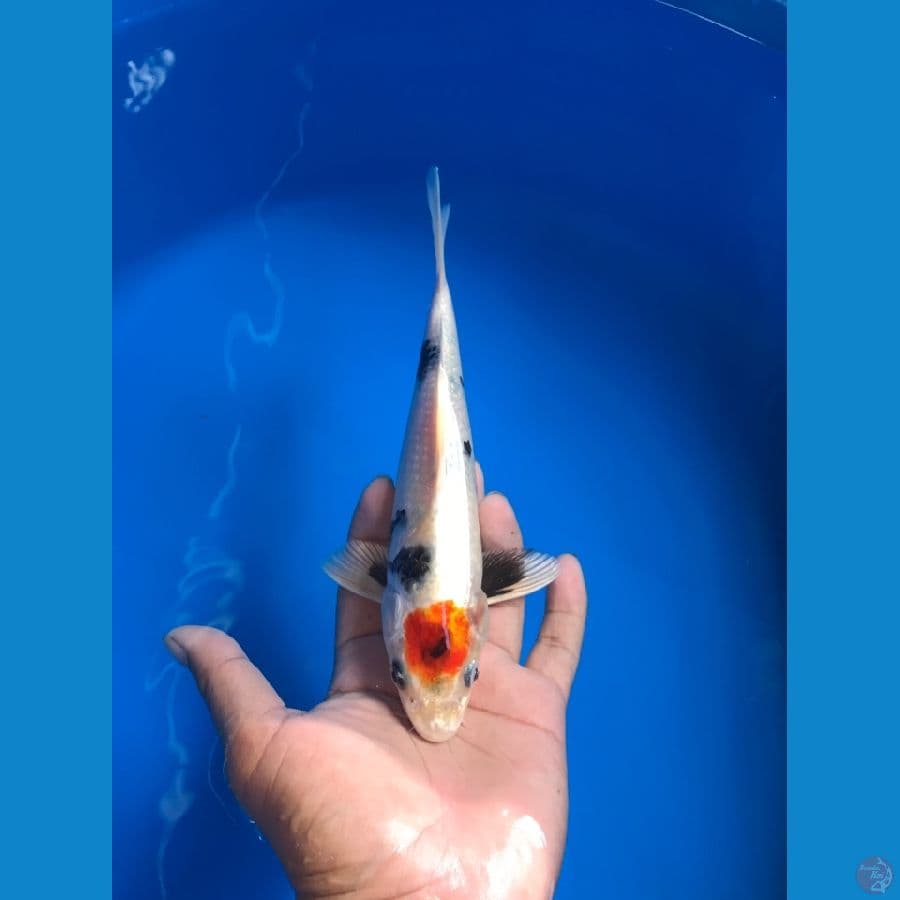 tancho showa 24cm