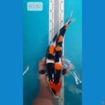Showa Bahan Kualitas 34Cm