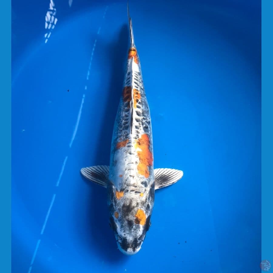 kikokuryu 37cm