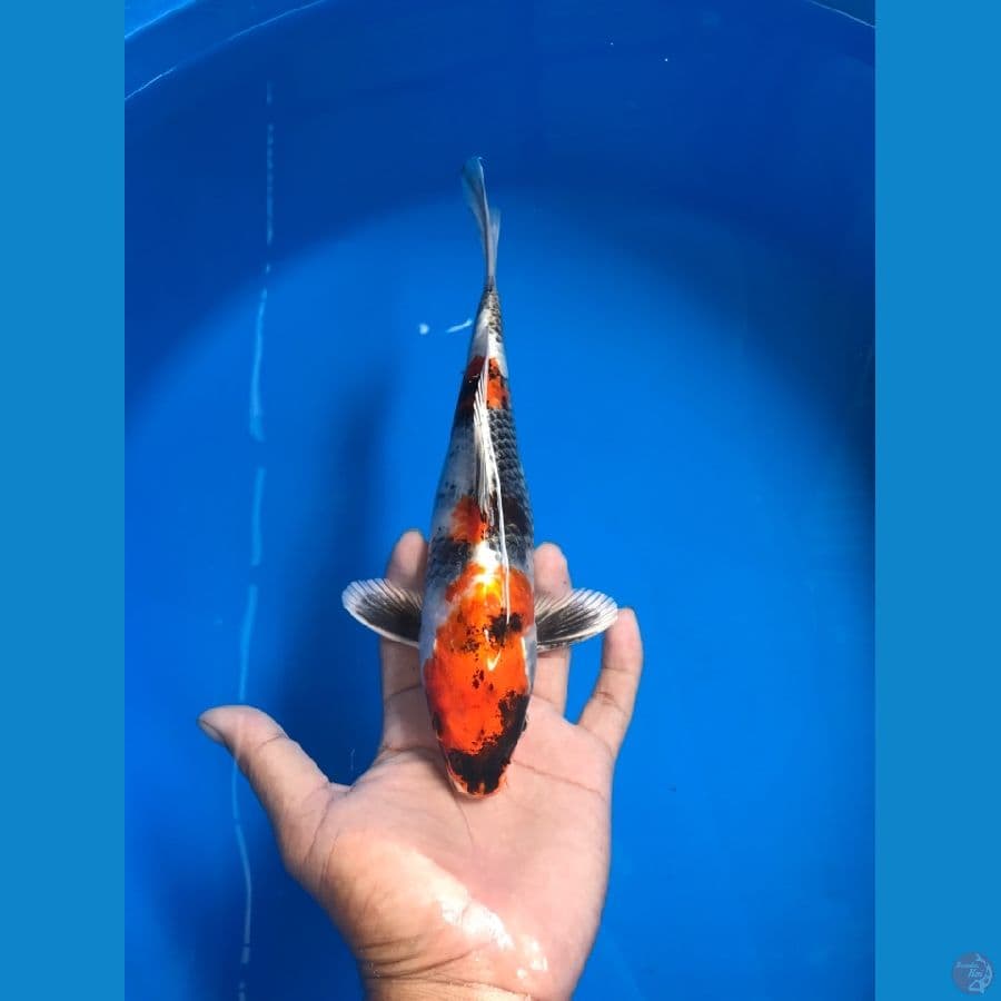showa hikari 27cm