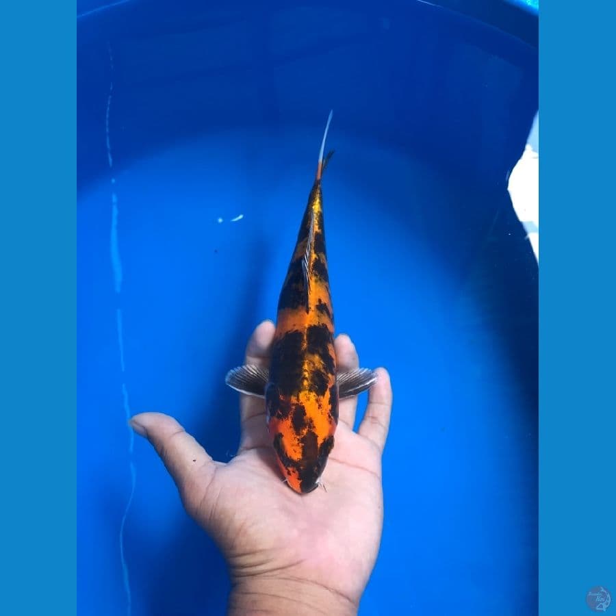 hikari utsuri 26cm