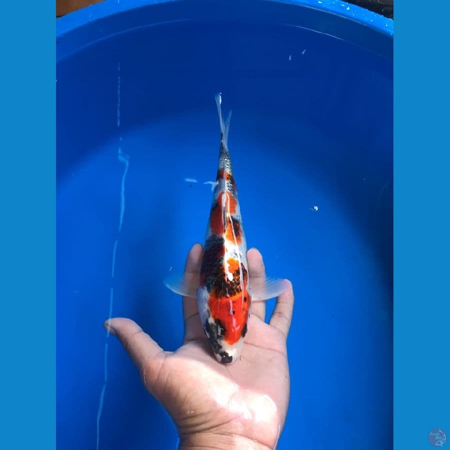 showa 26cm