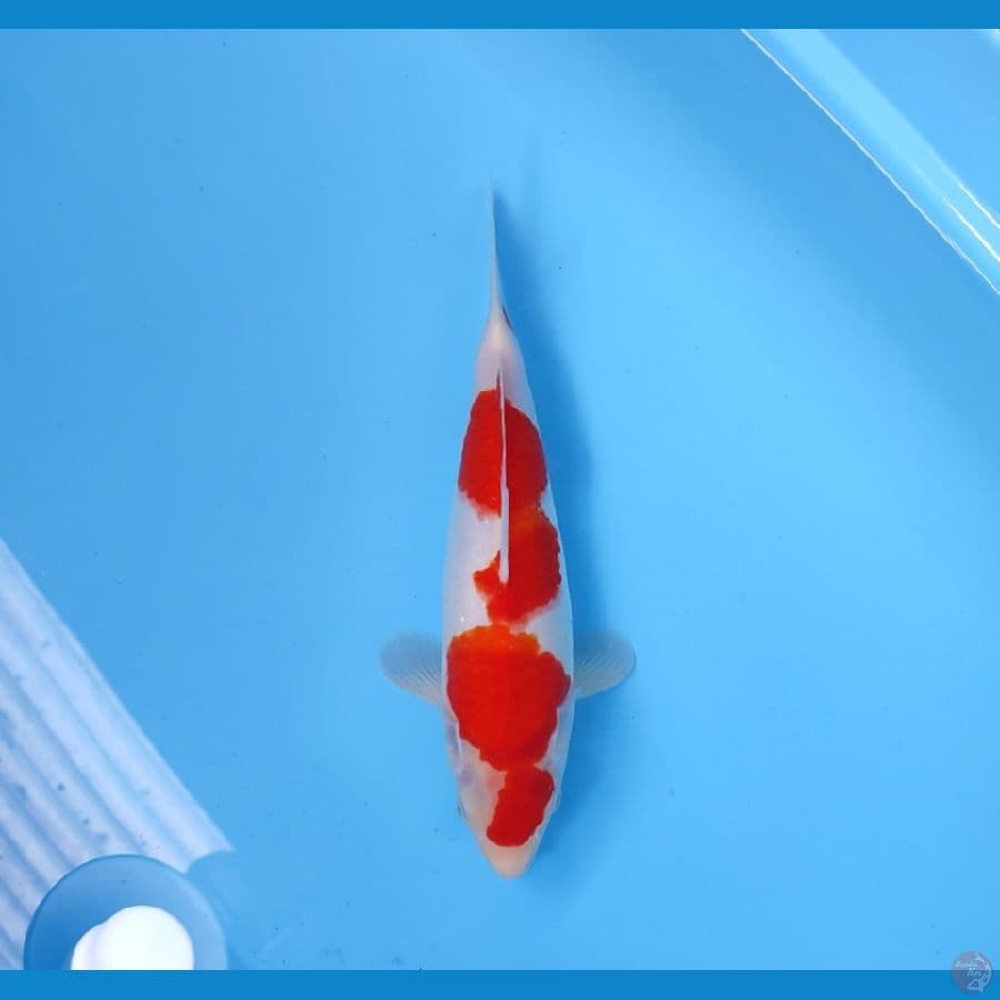 KOHAKU HQ 30 CM - FEEMALE 