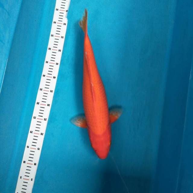 Benigoi red 50 cm