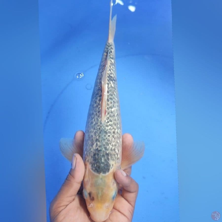GINDRIN 32CM