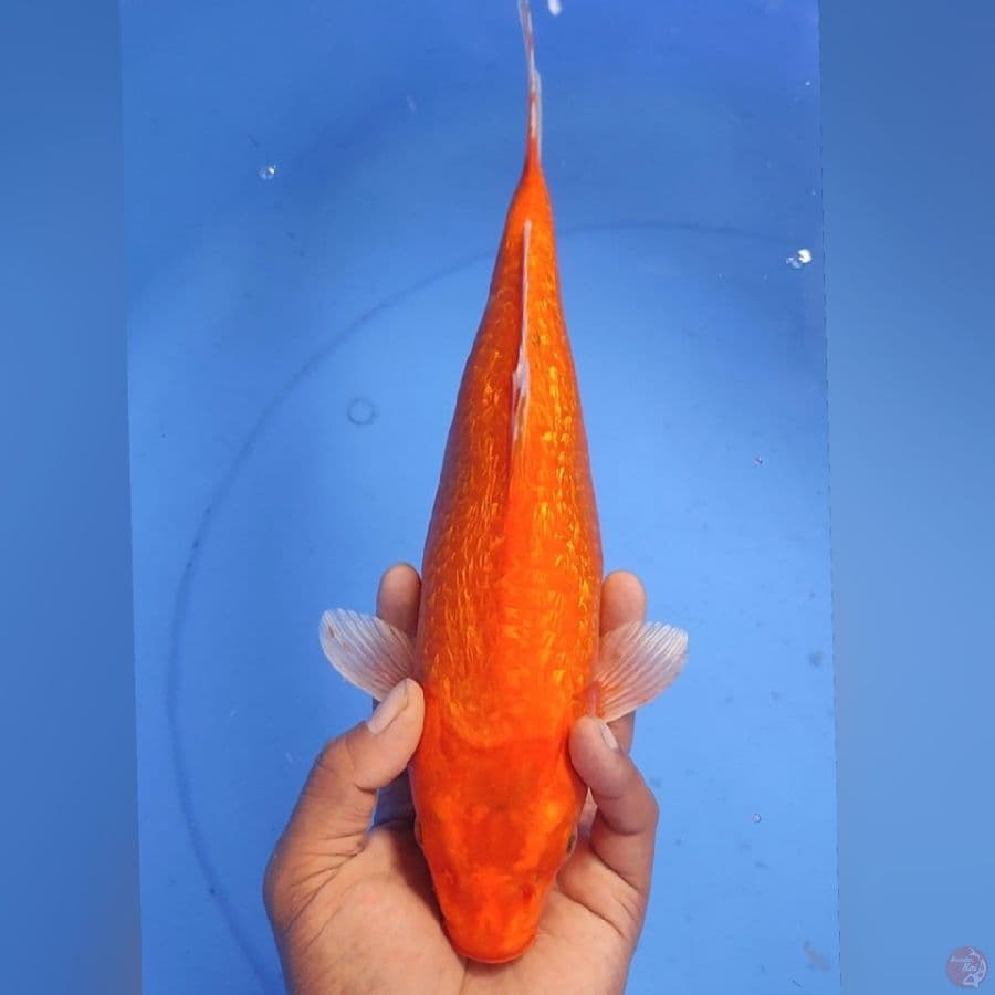 ORENJI GINDRIN 33CM
