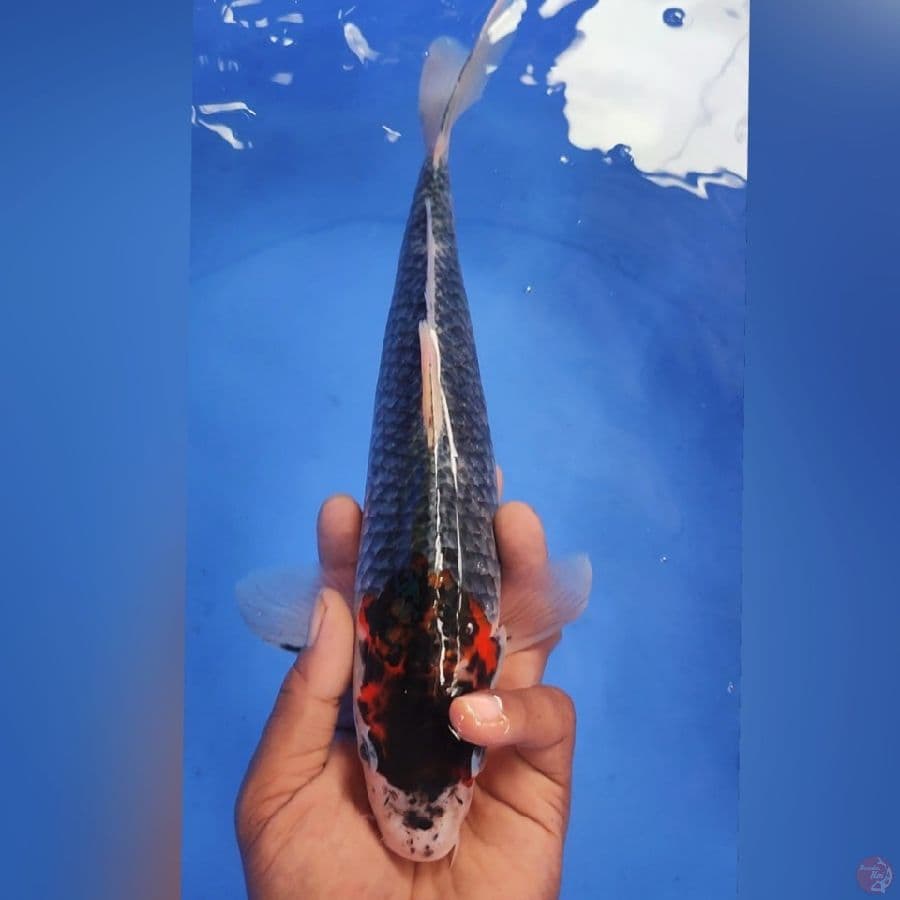 TC GHOSIKI 33CM