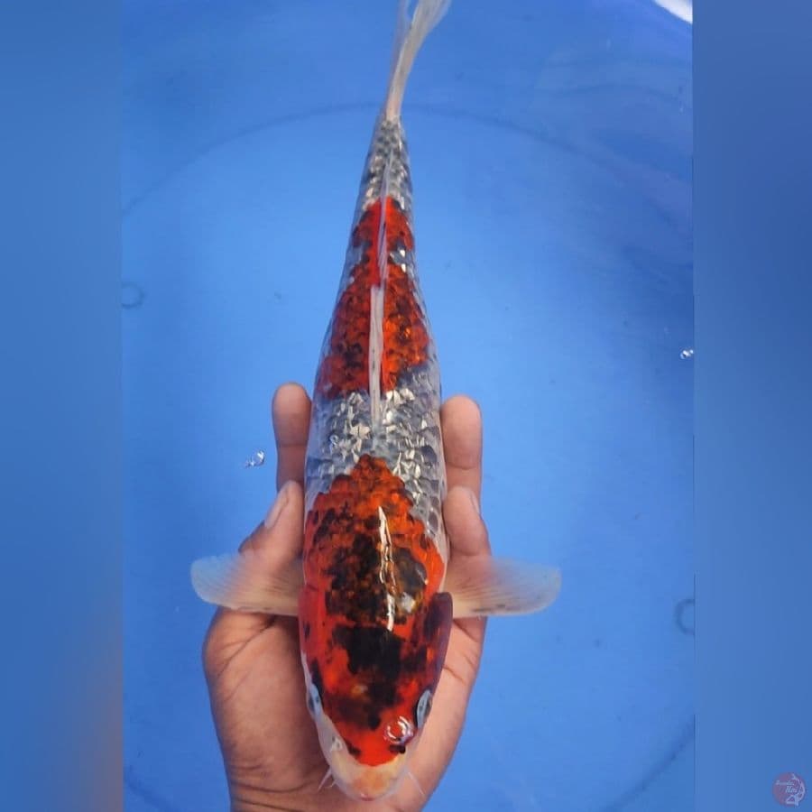 GHOSIKI GINDRIN 34CM