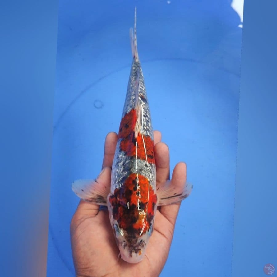 GHOSIKI GINDRIN 30CM