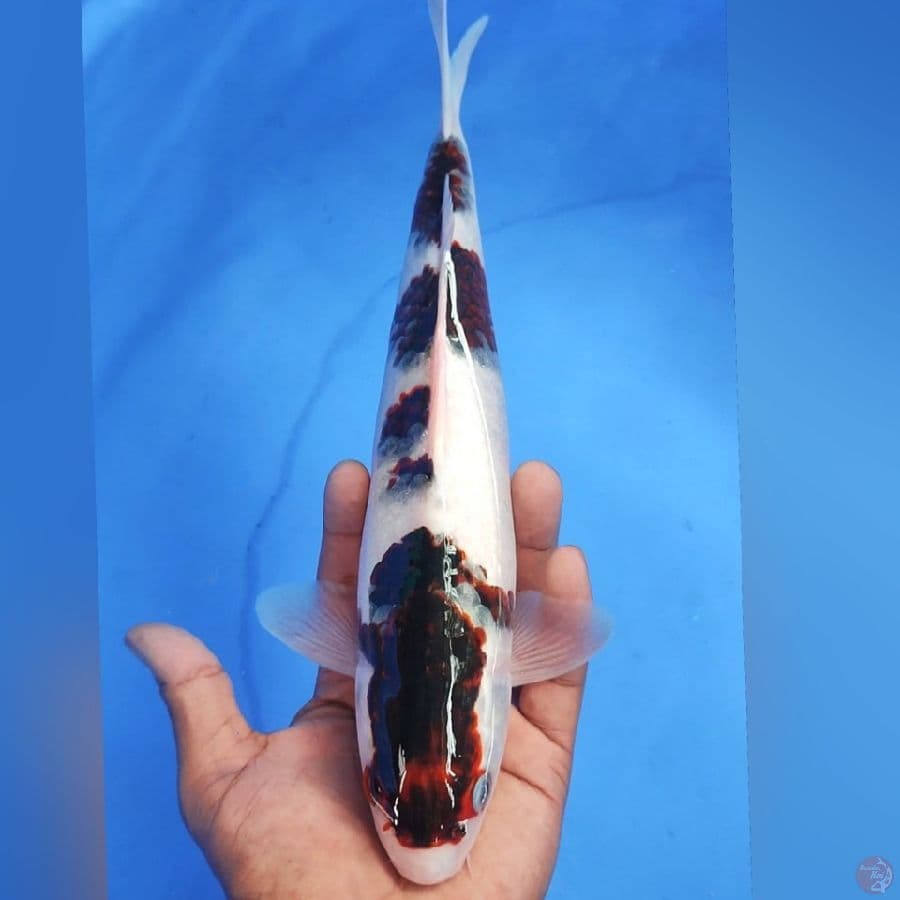 GOROMO 31CM