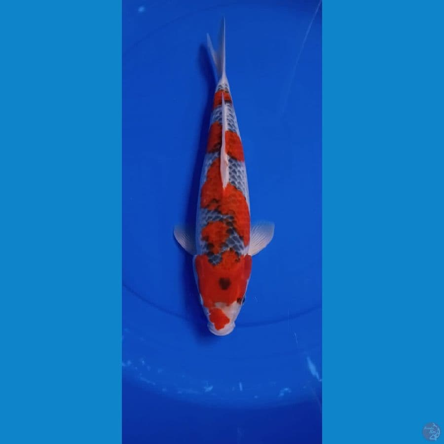 GOSIKI 37CM MALE